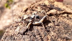 Enyaliopsis