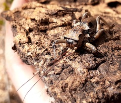 Enyaliopsis