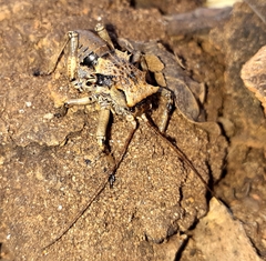 Enyaliopsis matabelensis