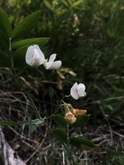 Lathyrus lanszwertii