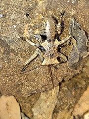 Enyaliopsis matabelensis