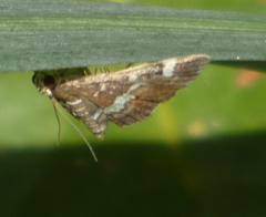Hymeniini