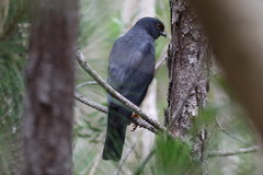 Accipiter haplochrous