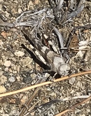 Trimerotropis californica