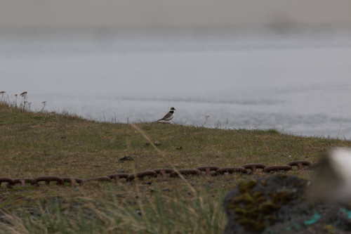 Žalar blatarić (Charadrius hiaticula)