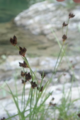 Juncus covillei