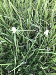 Cyperus sesquiflorus