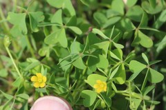Oxalis dillenii