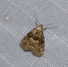 Hypenodes franclemonti