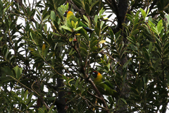 Eunymphicus cornutus