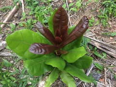 Barringtonia asiatica