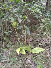 Eulophia cernua