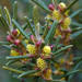Bertya tasmanica - Photo (c) Ellura Sanctuary,  זכויות יוצרים חלקיות (CC BY-NC), הועלה על ידי Ellura Sanctuary