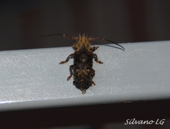 Desmiphora fasciculata