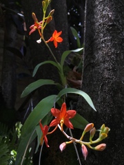 Prosthechea vitellina