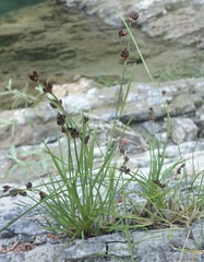 Juncus covillei