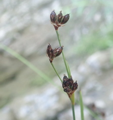 Juncus covillei