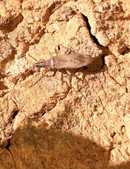 Dicranocephalus caffer