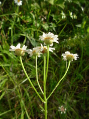 Tanacetum corymbosum achilleae