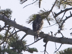 Sphyrapicus nuchalis