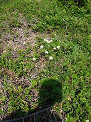 Tanacetum corymbosum achilleae
