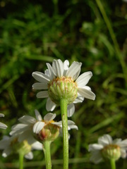 Tanacetum corymbosum achilleae
