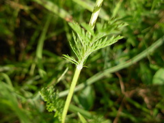 Tanacetum corymbosum achilleae