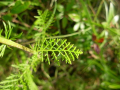 Tanacetum corymbosum achilleae