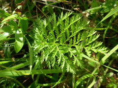 Tanacetum corymbosum achilleae