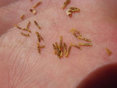 Tanacetum corymbosum achilleae