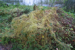 Cuscuta japonica