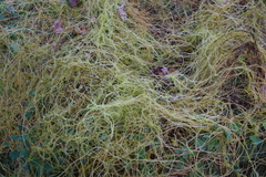 Cuscuta japonica