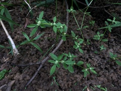 Spermacoce prostrata