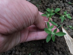 Spermacoce prostrata