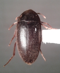 Eustrophopsis arizonensis