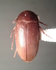 Eustrophopsis arizonensis