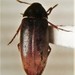 Knife-like False Darkling Beetle - Photo (c) George 'Crowdy' Pollock, some rights reserved (CC BY-NC), uploaded by George 'Crowdy' Pollock