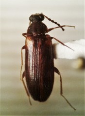 Mycetochara binotata