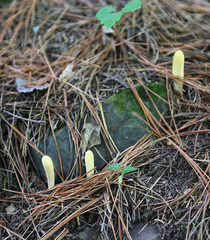 Clavariadelphus ligula