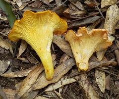 Cantharellus velutinus