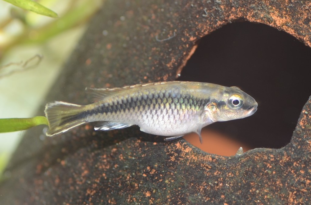 Lesser Congo dwarf cichlid (Nanochromis minor) — Cichlidae