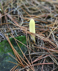 Clavariadelphus ligula