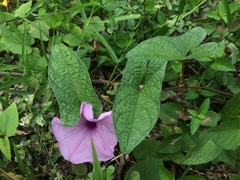 Ipomoea setifera