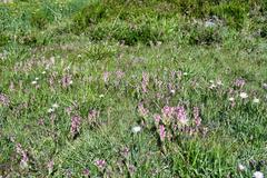 Castilleja lassenensis