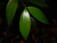 Agathis labillardierei