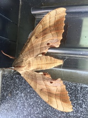 Marumba sperchius