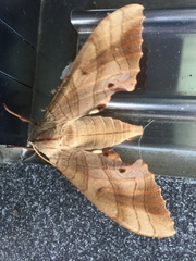 Marumba sperchius