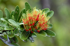 Xanthostemon aurantiacus