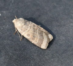 Abagrotis placida