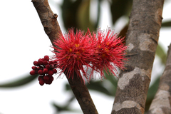 Geissois pruinosa